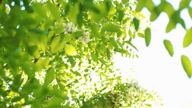 夏日阳光植物风吹绿叶光斑唯美清新实拍4K