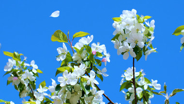 花朵花瓣白色海棠蓝天温暖治愈美好清新4K