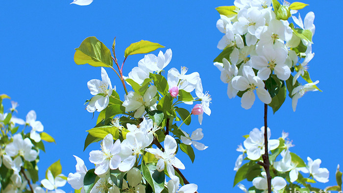 花朵花瓣白色海棠蓝天温暖治愈美好清新4K