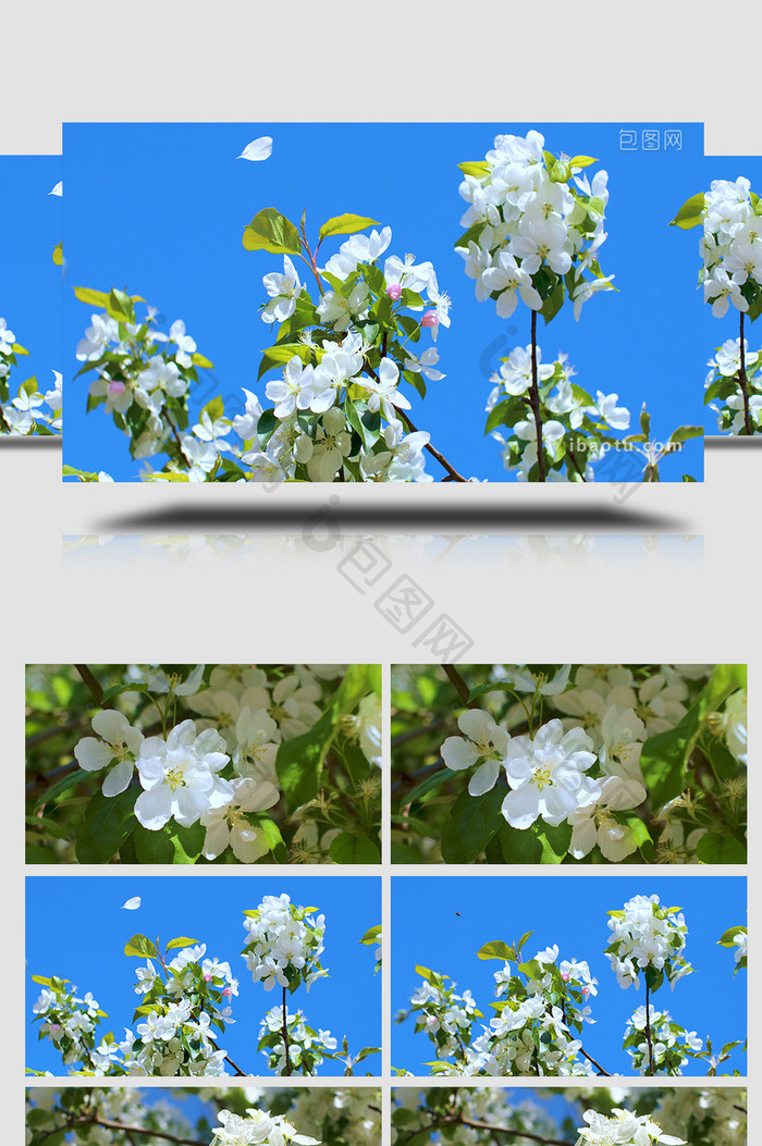 花朵花瓣白色海棠蓝天温暖治愈美好清新4K