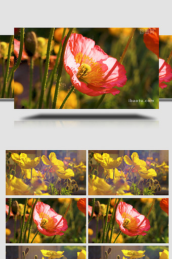 阳光多彩彩色鲜花植物生长温暖治愈实拍4K图片