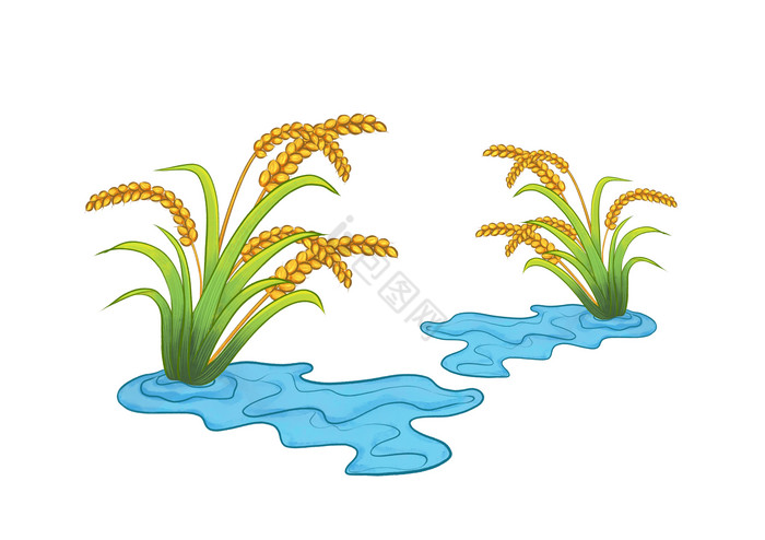 芒种水稻插画节气图片