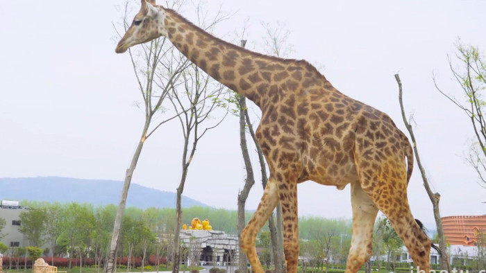 动物大型动物野生动物世界长颈鹿4K实拍