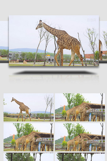 动物大型动物野生动物世界长颈鹿4K实拍图片