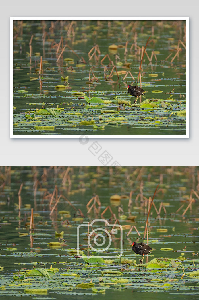 夏日池塘黑水鸡觅食摄影图片图片