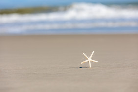 夏天大海海边海星