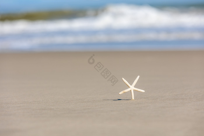 夏天大海海边海星图片