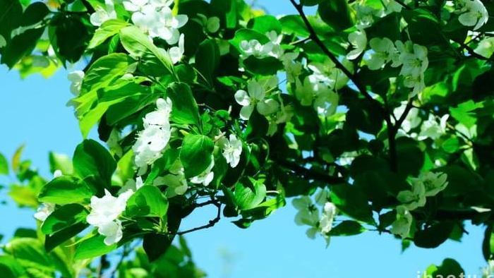 白花鲜花春暖花开绿叶花朵盛开植物实拍