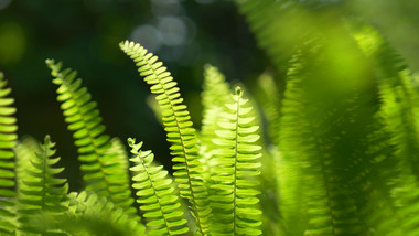 自然实拍夏季唯美植物光影视频素材4K