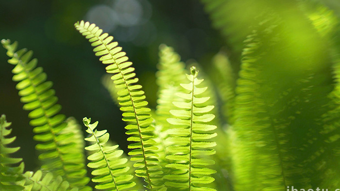 自然实拍夏季唯美植物光影视频素材4K