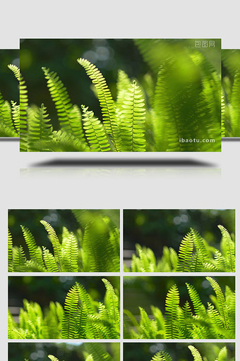 自然实拍夏季唯美植物光影视频素材4K图片