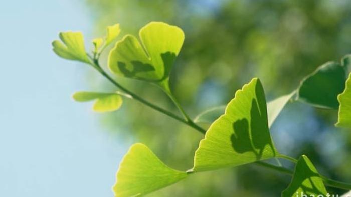 植物夏季阳光透光银杏自然空镜实拍视频