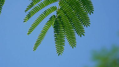 自然写意夏天景色实拍空镜自然视频