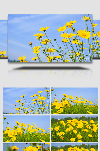 唯美夏日风景黄色花朵小清新4K实拍图片