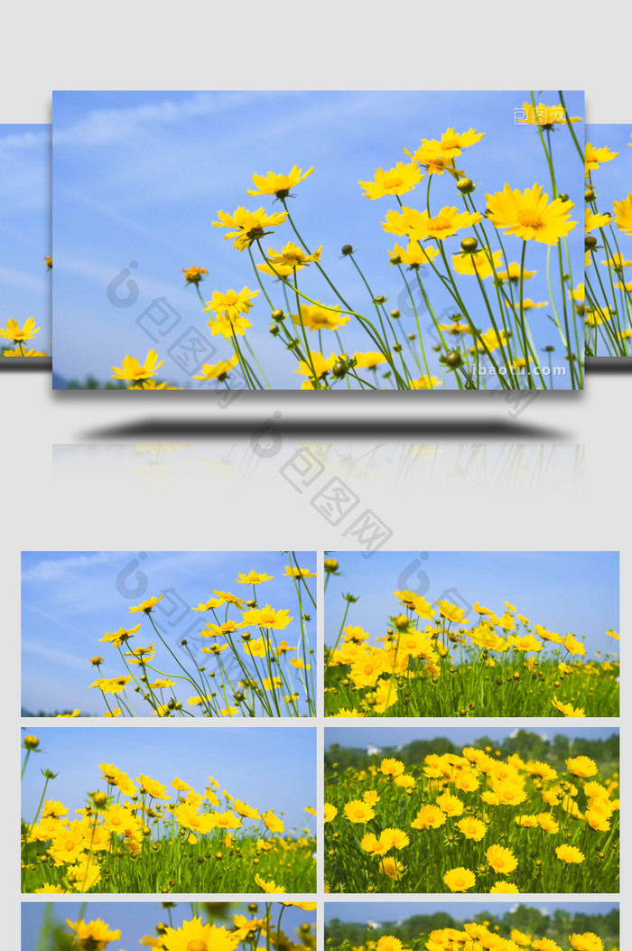 唯美夏日风景黄色花朵小清新4K实拍