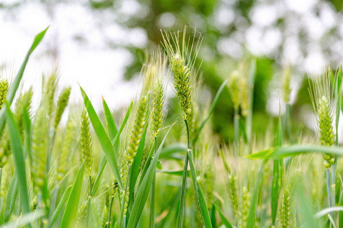 绿色的小麦麦子芒种图片