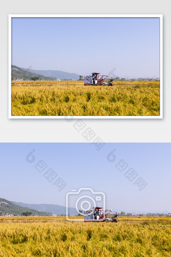 秋收的稻田自动化收割图片