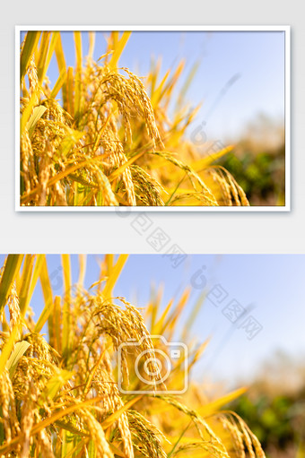 金黄色成熟的稻田图片