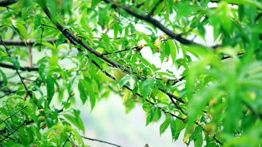 自然写意实拍夏天雨水拍打桃树桃子生长实拍