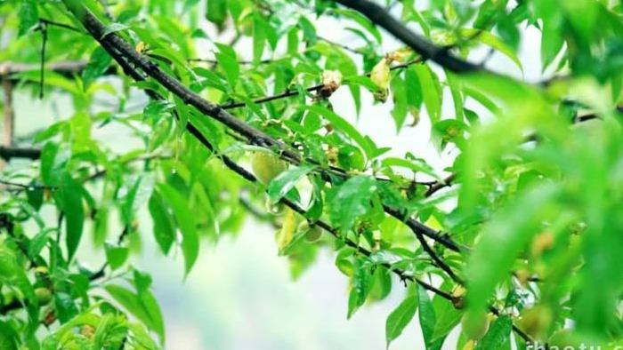 自然写意实拍夏天雨水拍打桃树桃子生长实拍
