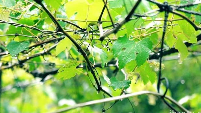 自然写意初夏雨天拍打葡萄叶子实拍视频