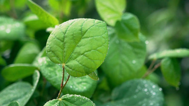 植物实拍雨天绿色植物空镜头实拍视频