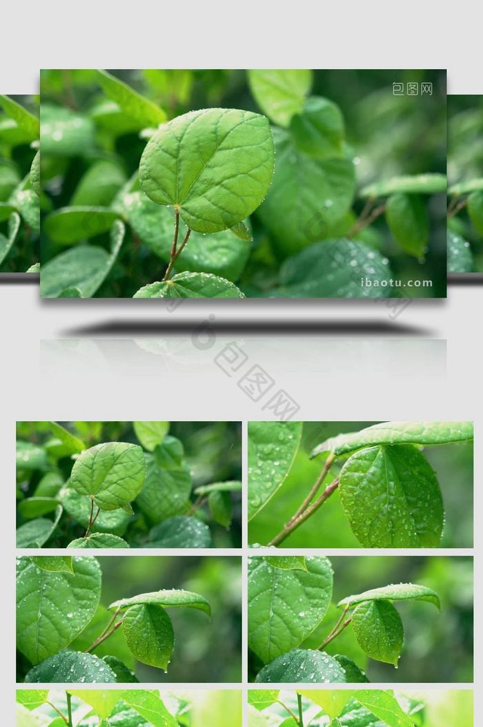 植物实拍雨天绿色植物空镜头实拍视频