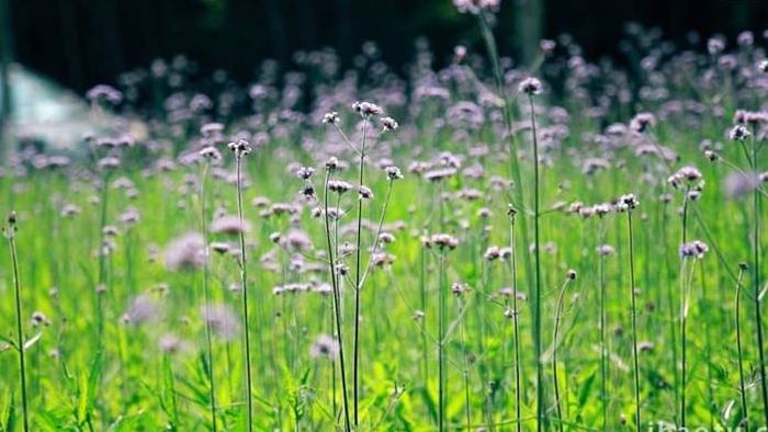 治愈温暖实拍唯美马鞭草初夏花草实拍视频