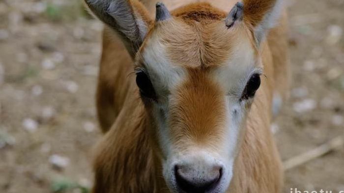 长角羚羊幼崽动物园野生动物实拍