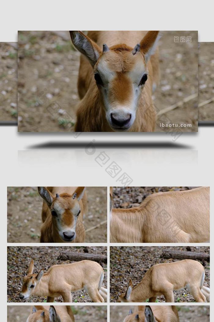 长角羚羊幼崽动物园野生动物实拍