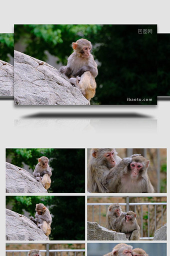 调皮的猴子小猴子捉虱子寒冷动物实拍图片