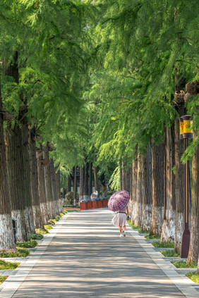 夏日武汉东湖绿道午后摄影图片