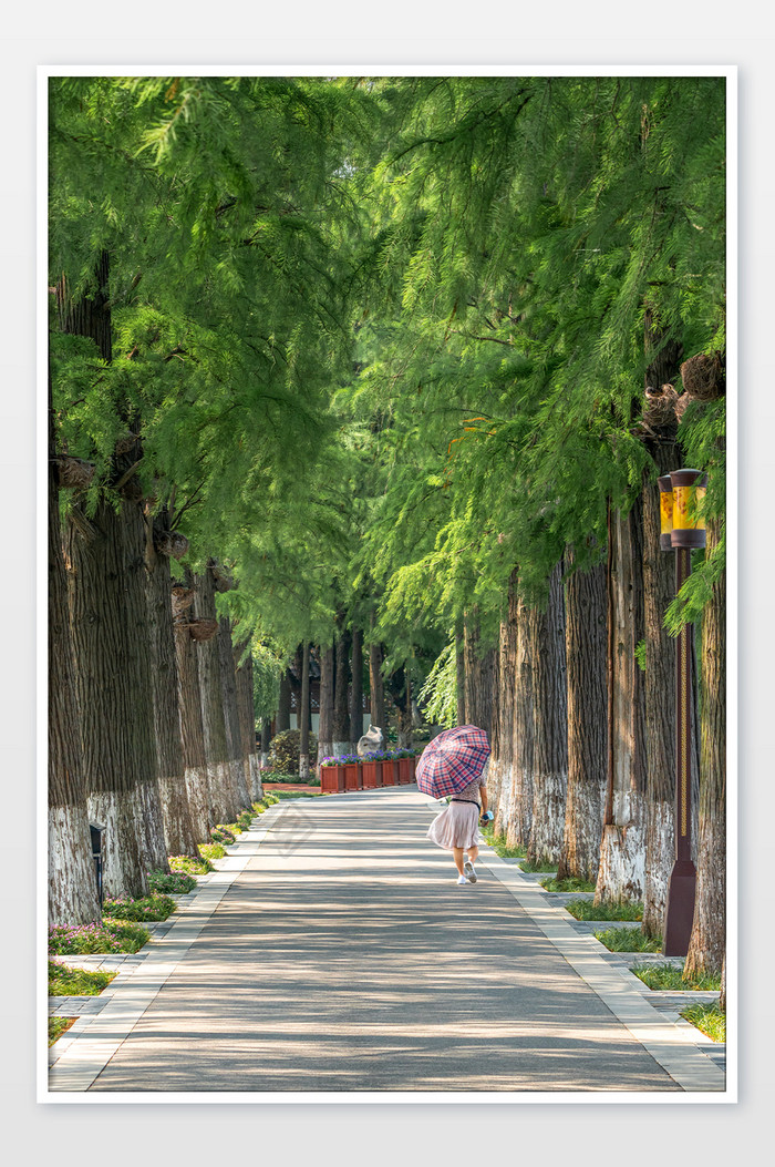 夏日武汉东湖绿道午后摄影图片