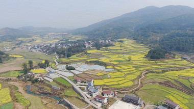 大气美丽乡村田园油菜花航拍