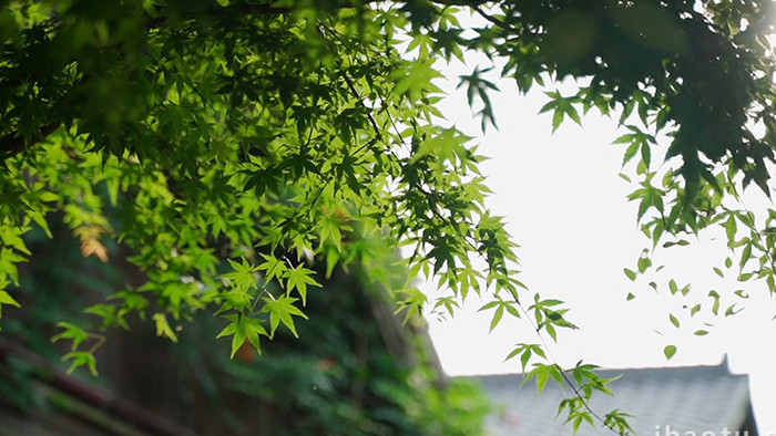 空镜头实拍小清新小溪树木视频素材