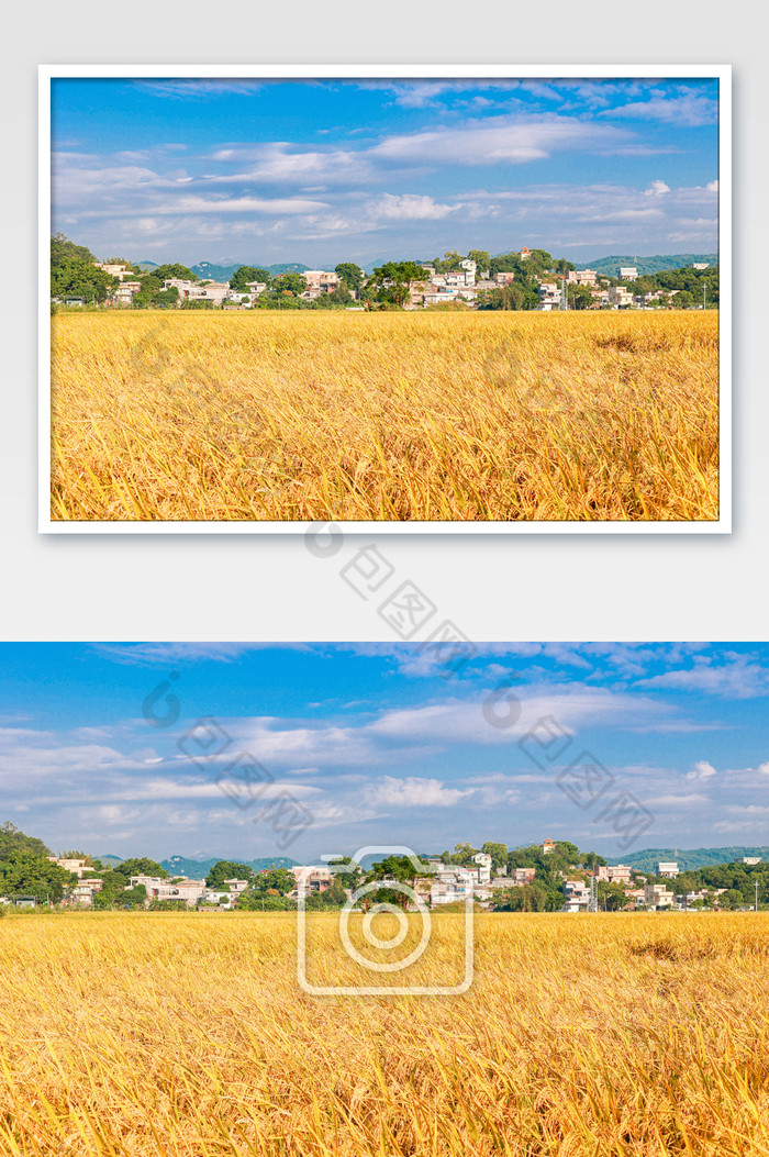 金黄色的稻田丰收图片图片