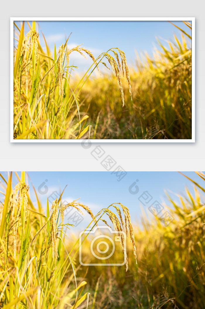 成熟的稻田芒种丰收图片图片