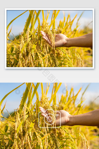 金黄色的稻田秋收芒种图片