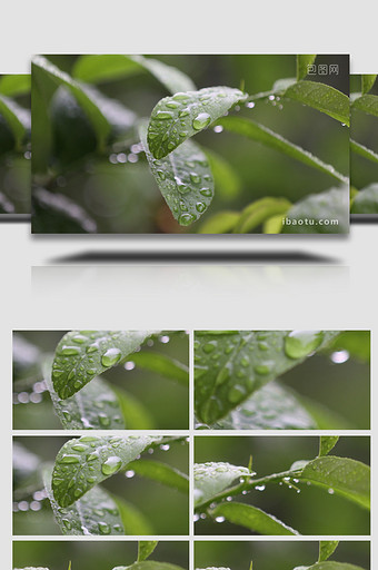 微距拍摄雨后植物叶水珠水滴实拍视频图片