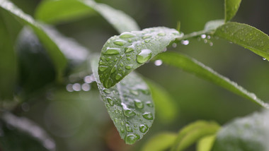 微距拍摄雨后植物叶水珠水滴实拍视频