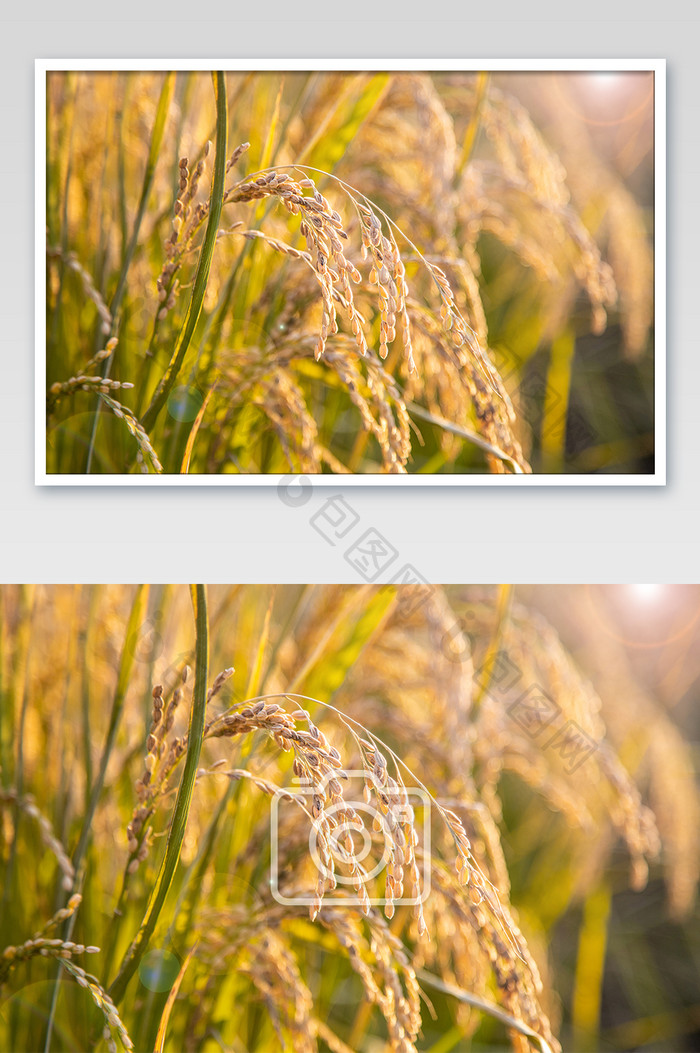 唯美的浪漫的黄昏下的麦子摄影图片