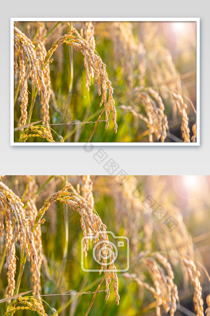 唯美浪漫的黄昏下麦子摄影图片图片