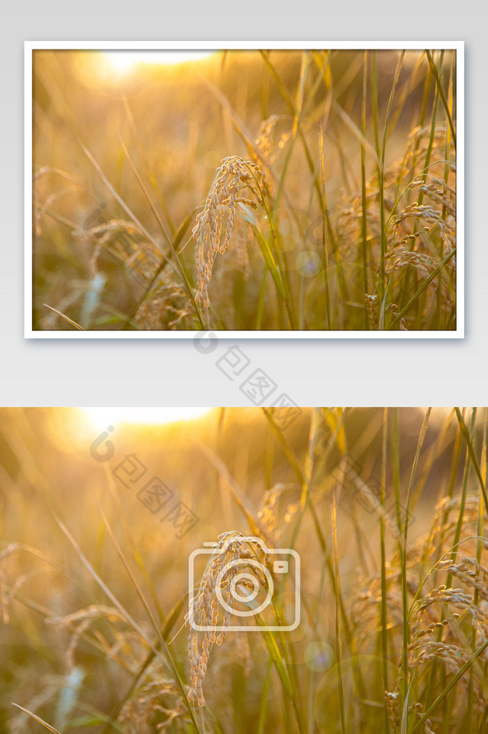 唯美浪漫的黄昏下的麦子摄影图片图片