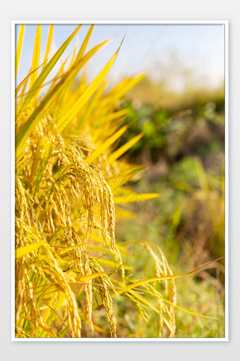 秋收芒种金黄色的稻田图片