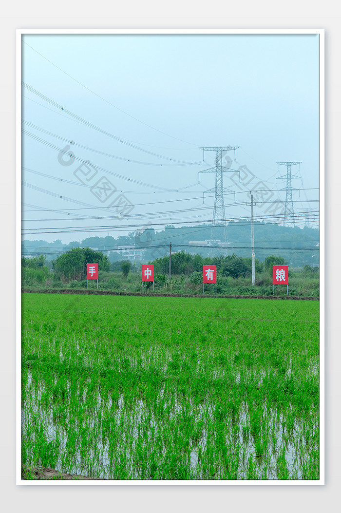 稻田芒种节气背影图