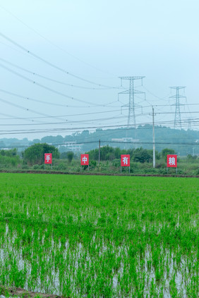 稻田芒种节气背影图