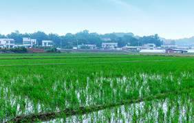 春天乡村田野水稻田