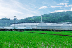 水稻田示范田春天清新田野风景