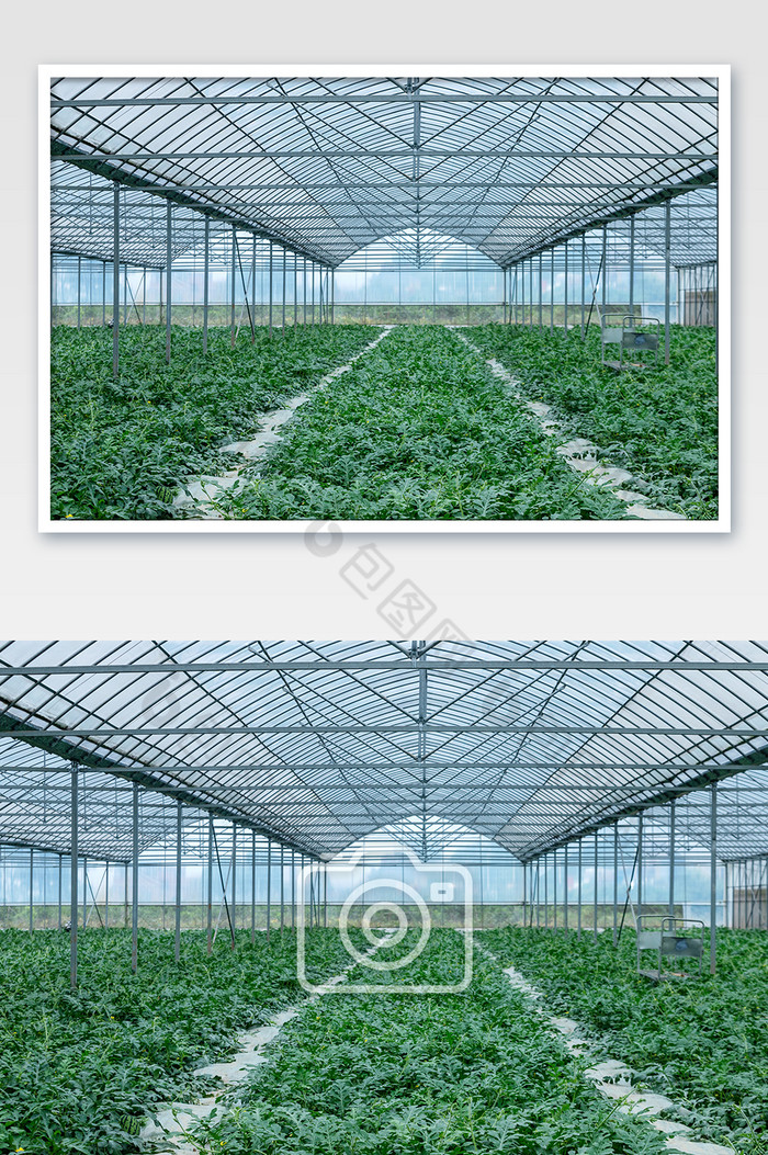 西瓜棚温室瓜棚水果图片图片