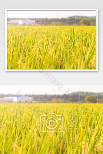 稻田水稻秋收丰收图芒种图片